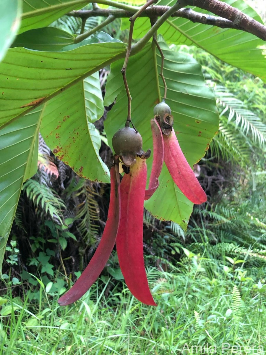 Dipterocarpus zeylanicus Thwaites