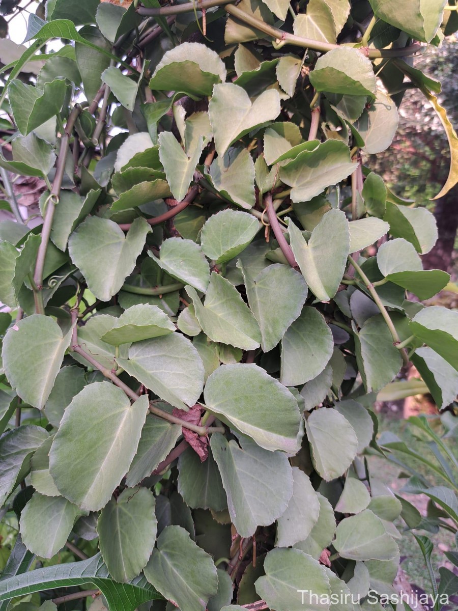 Cissus rotundifolia Vahl