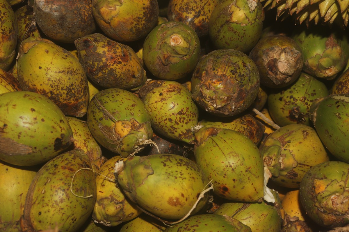 Areca catechu L.