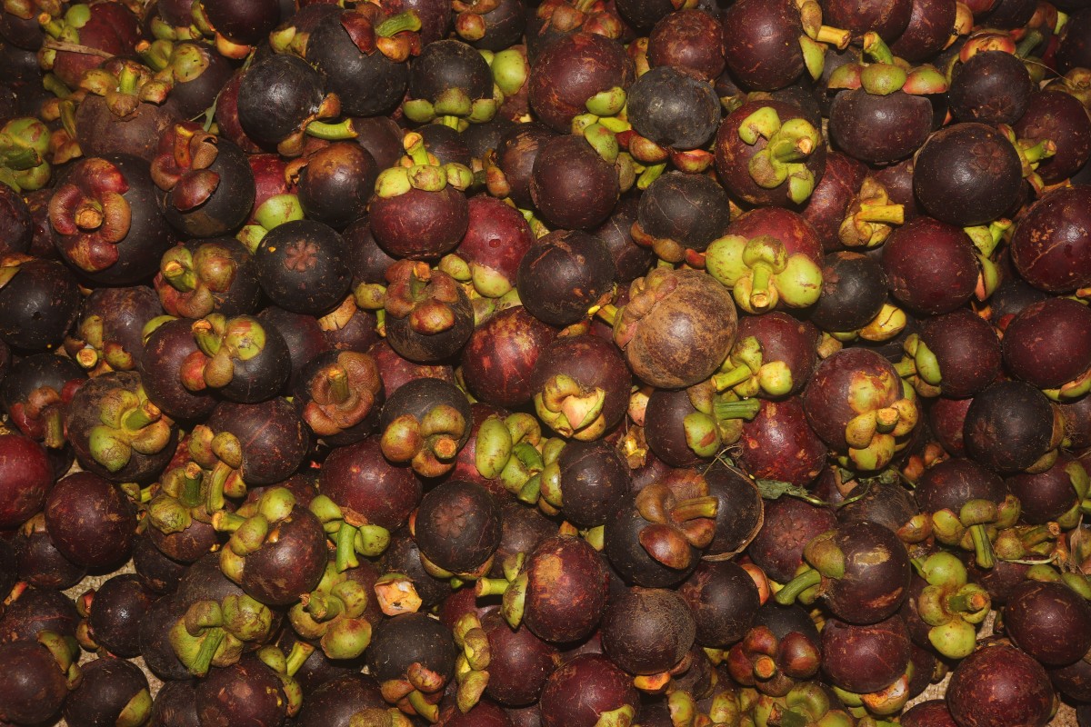 Garcinia mangostana L.