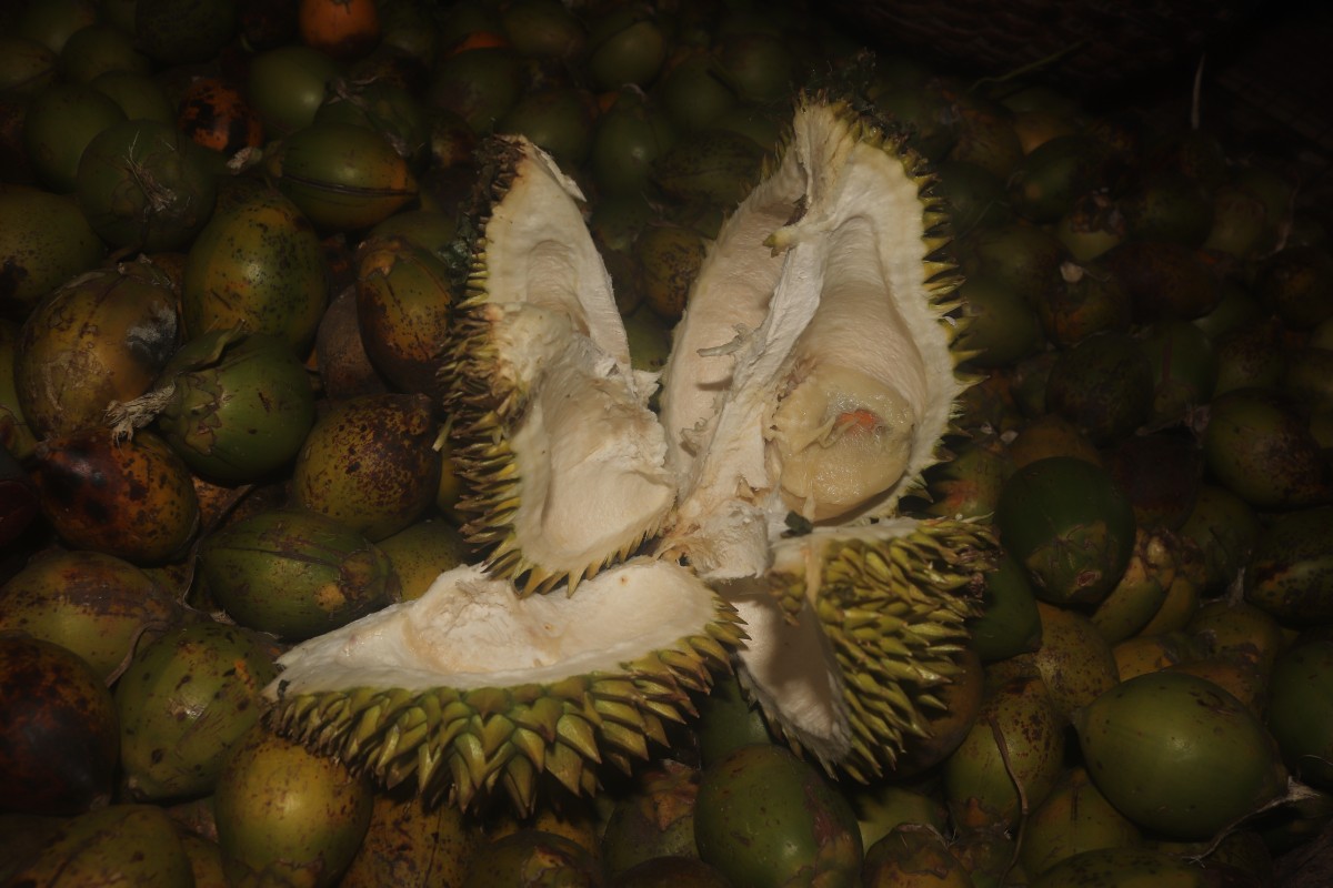 Durio zibethinus L.
