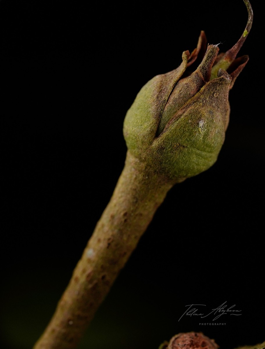 Palaquium hinmolpedda P.Royen