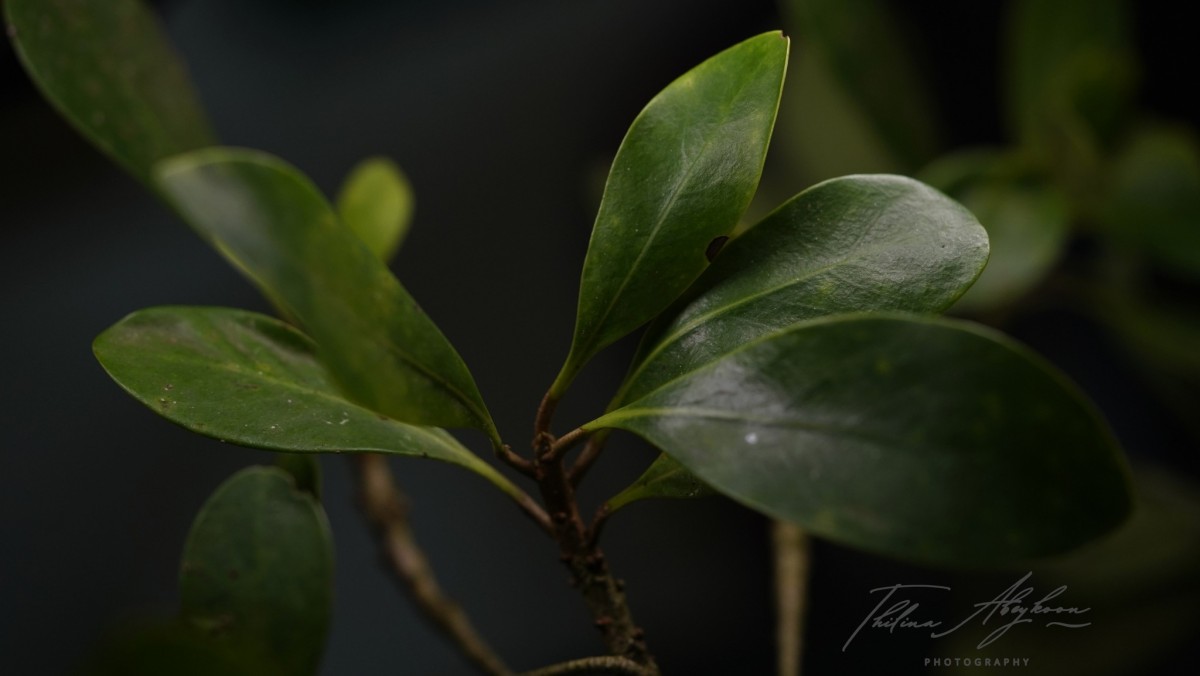 Palaquium hinmolpedda P.Royen
