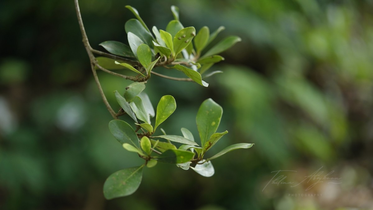 Palaquium hinmolpedda P.Royen