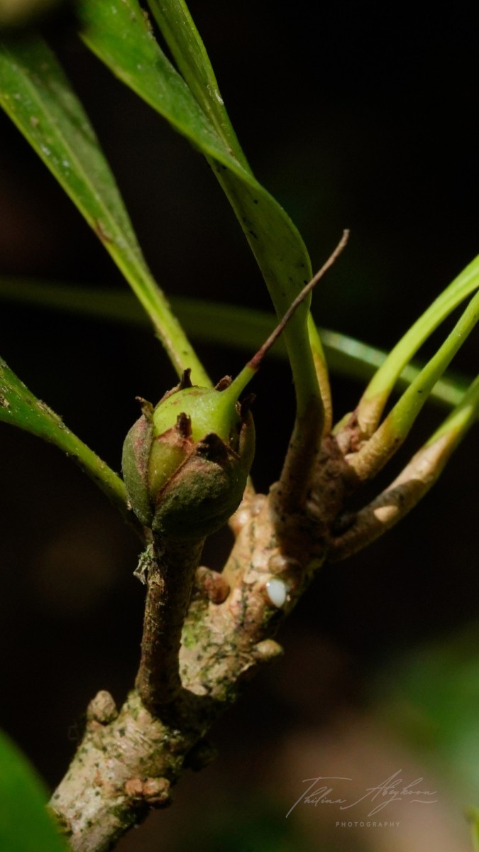 Palaquium hinmolpedda P.Royen