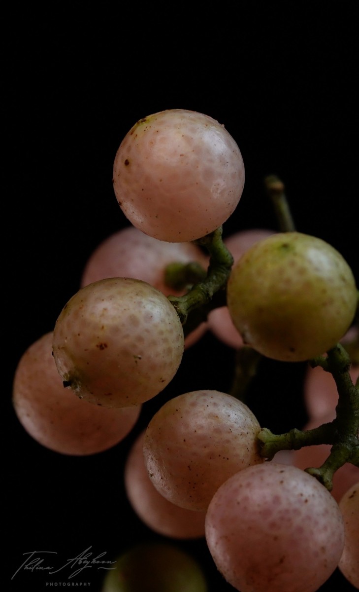 Clausena indica (Dalzell) Oliv.