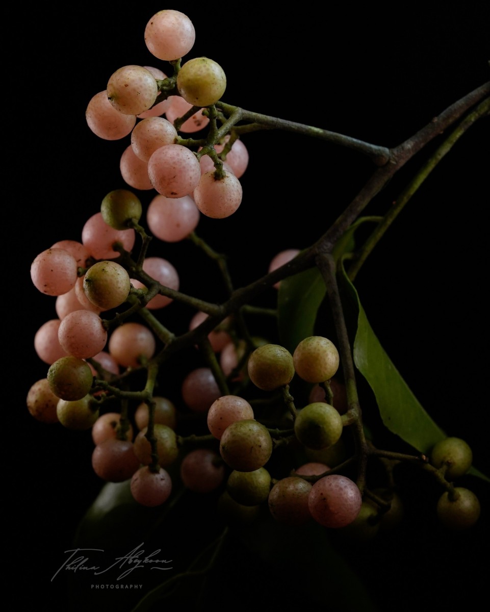 Clausena indica (Dalzell) Oliv.