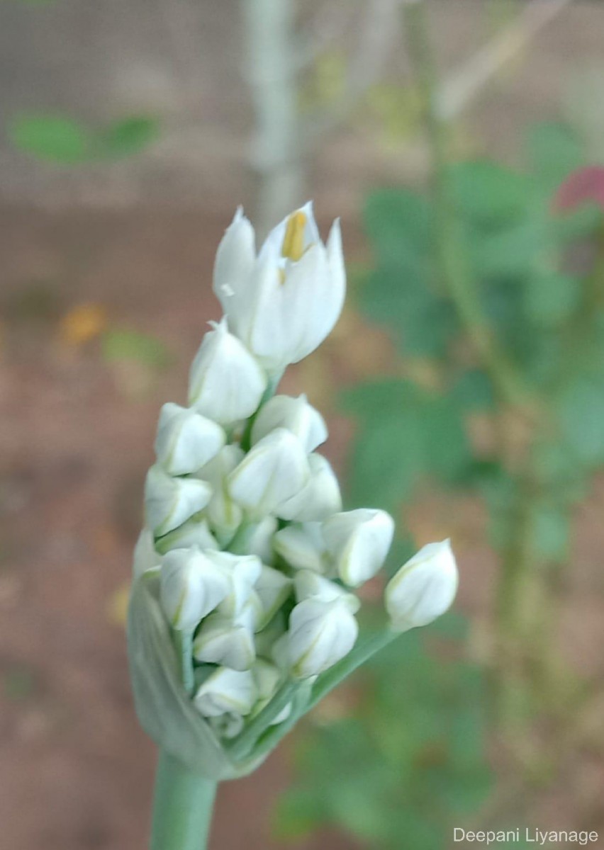 Allium tuberosum Rottler ex Spreng.
