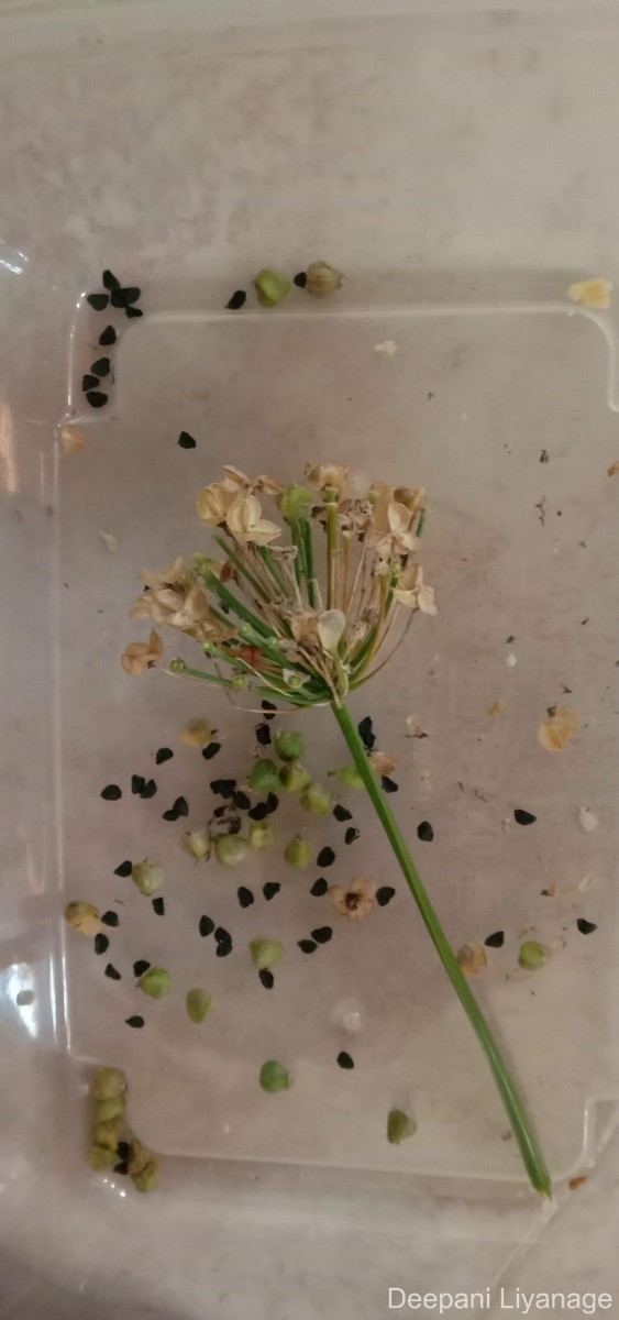 Allium tuberosum Rottler ex Spreng.
