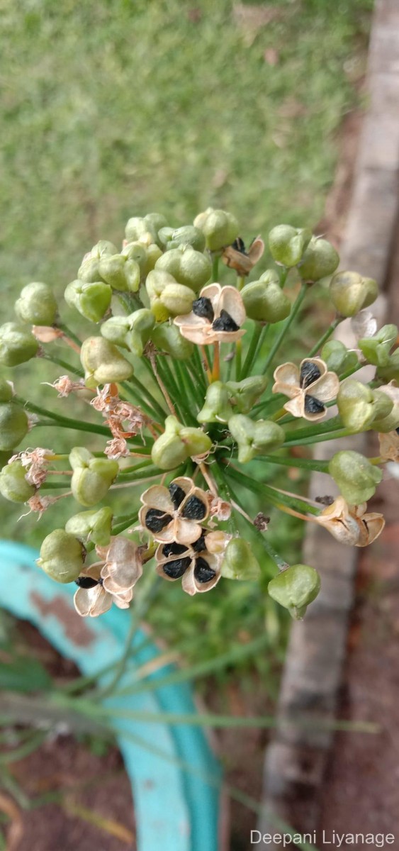 Allium tuberosum Rottler ex Spreng.
