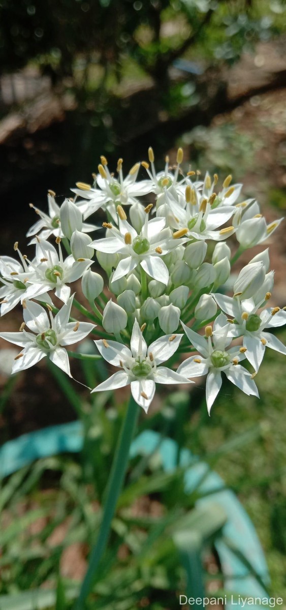 Allium tuberosum Rottler ex Spreng.