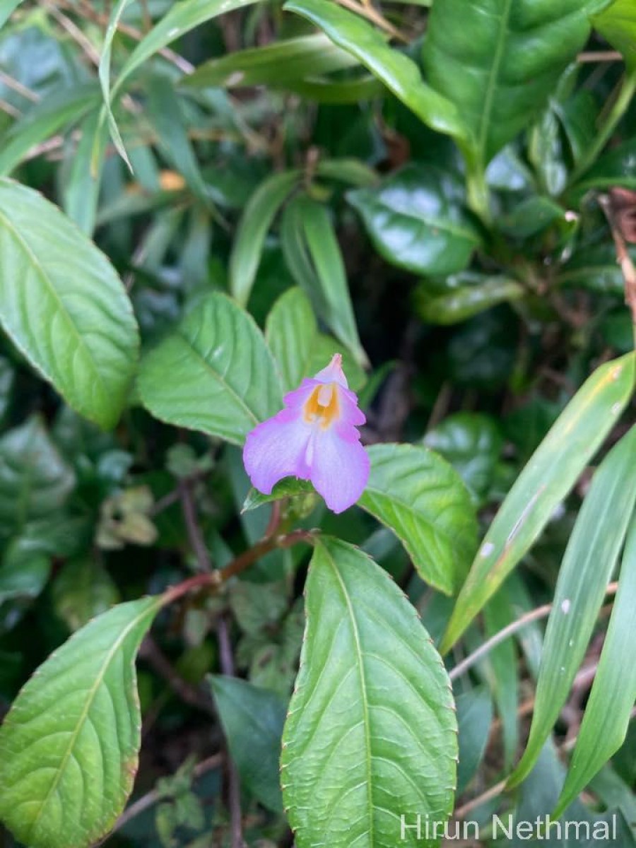 Impatiens jacobdevlasii Herath,C.Bandara & Gopallawa