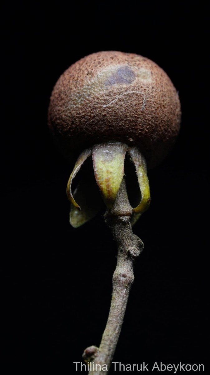 Stemonoporus revolutus Trimen ex Hook.f.