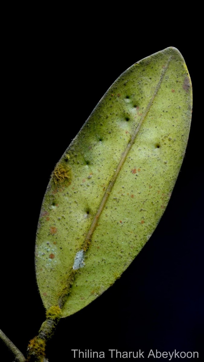 Stemonoporus revolutus Trimen ex Hook.f.