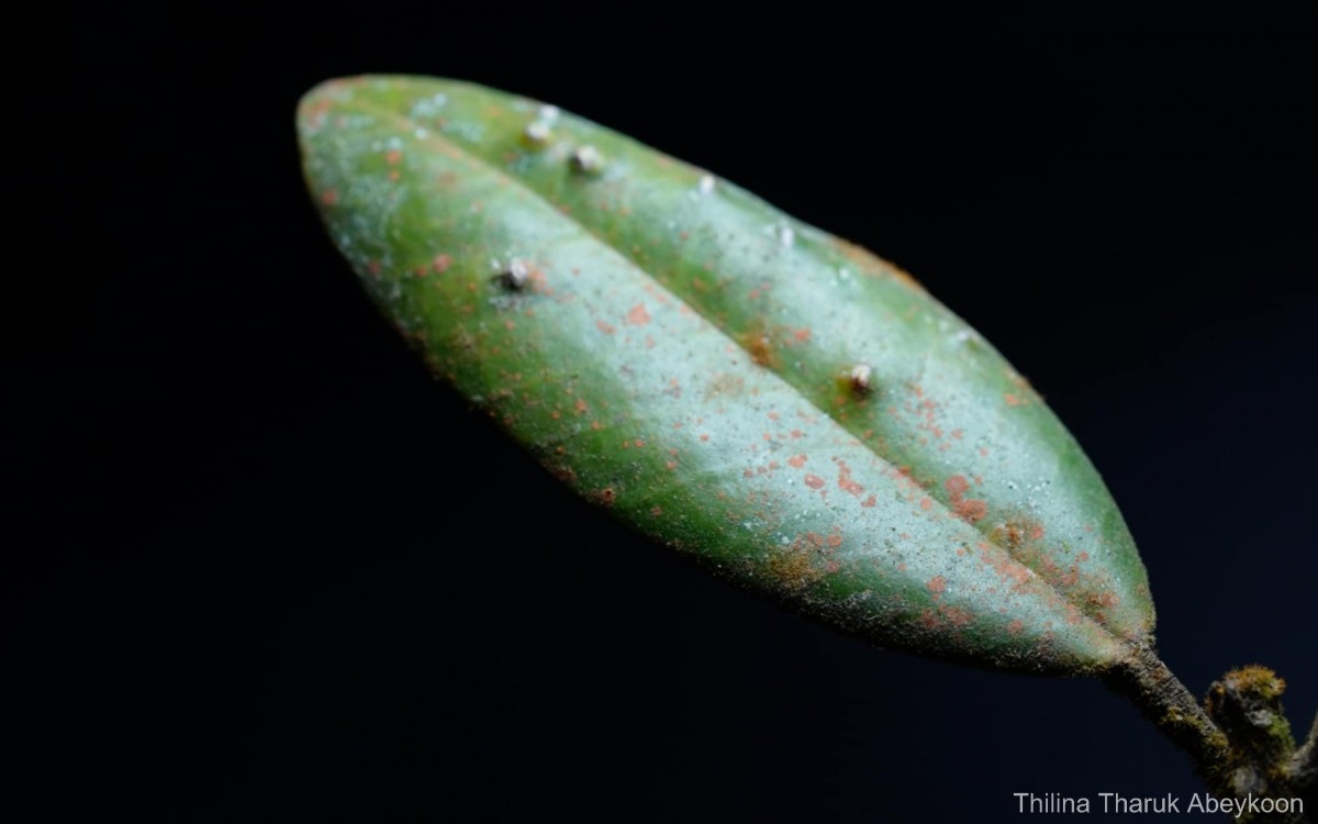 Stemonoporus revolutus Trimen ex Hook.f.
