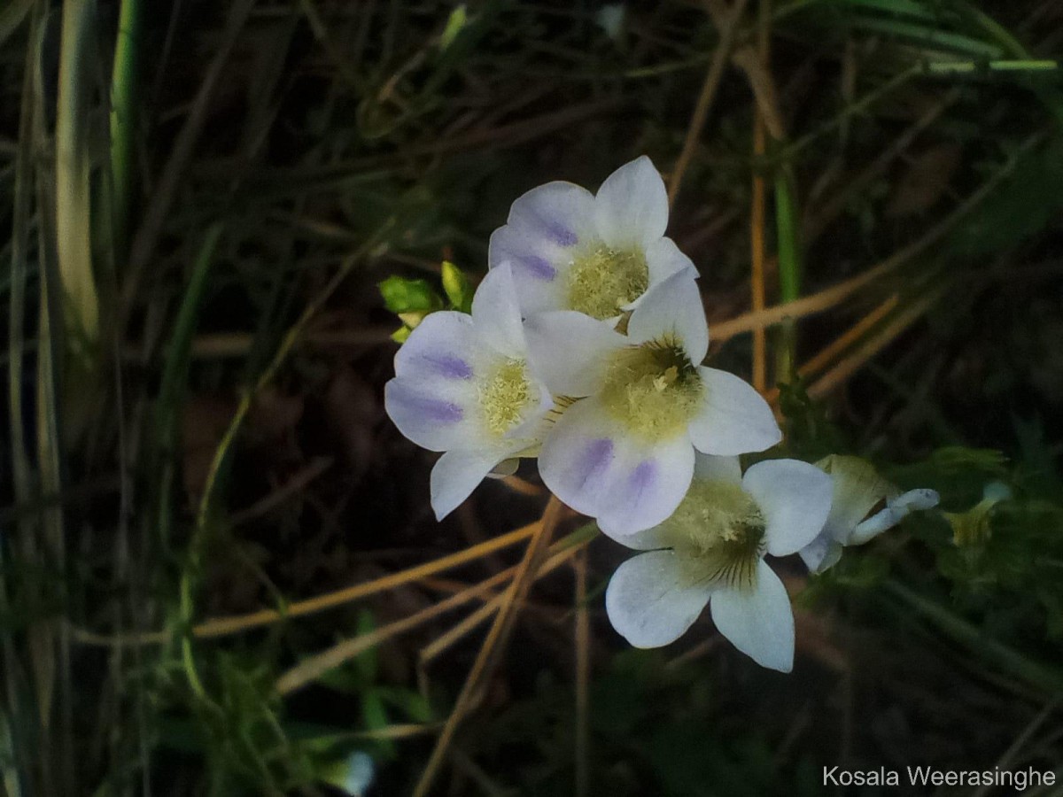 Limnophila aquatica (Roxb.) Alston