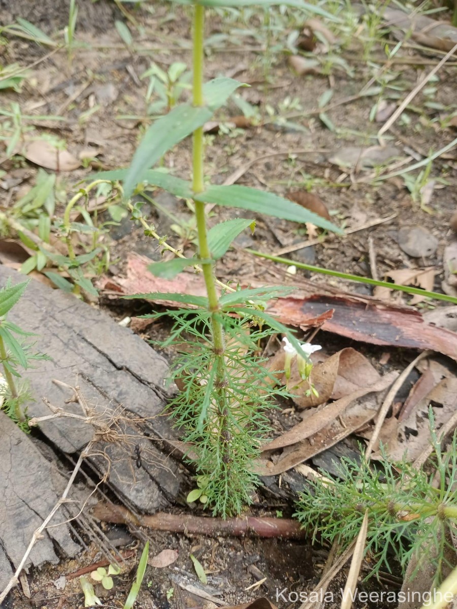 Limnophila aquatica (Roxb.) Alston