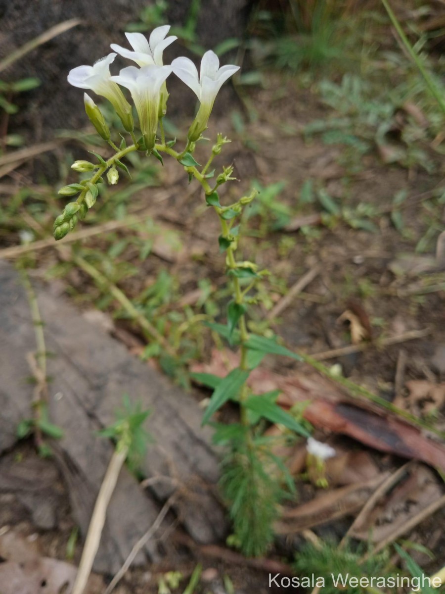 Limnophila aquatica (Roxb.) Alston