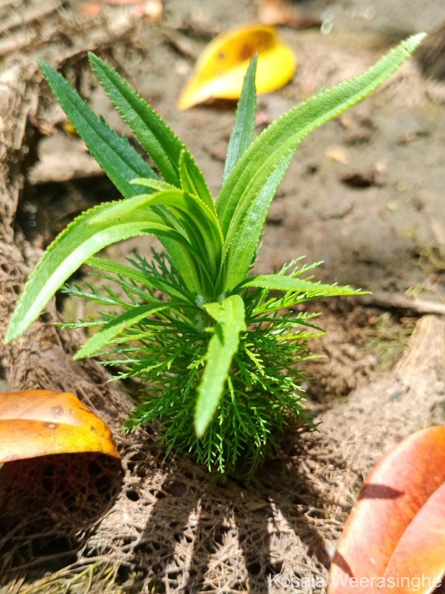 Limnophila aquatica (Roxb.) Alston