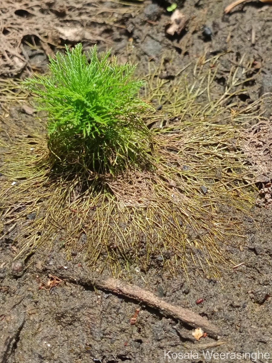 Limnophila aquatica (Roxb.) Alston