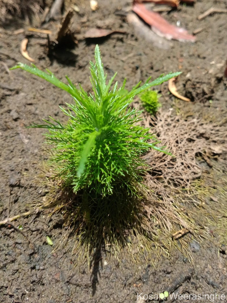 Limnophila aquatica (Roxb.) Alston