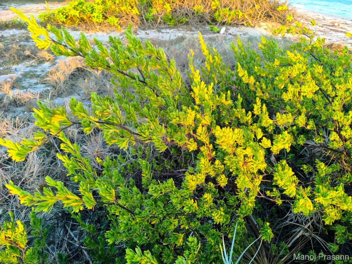 Suriana maritima L.