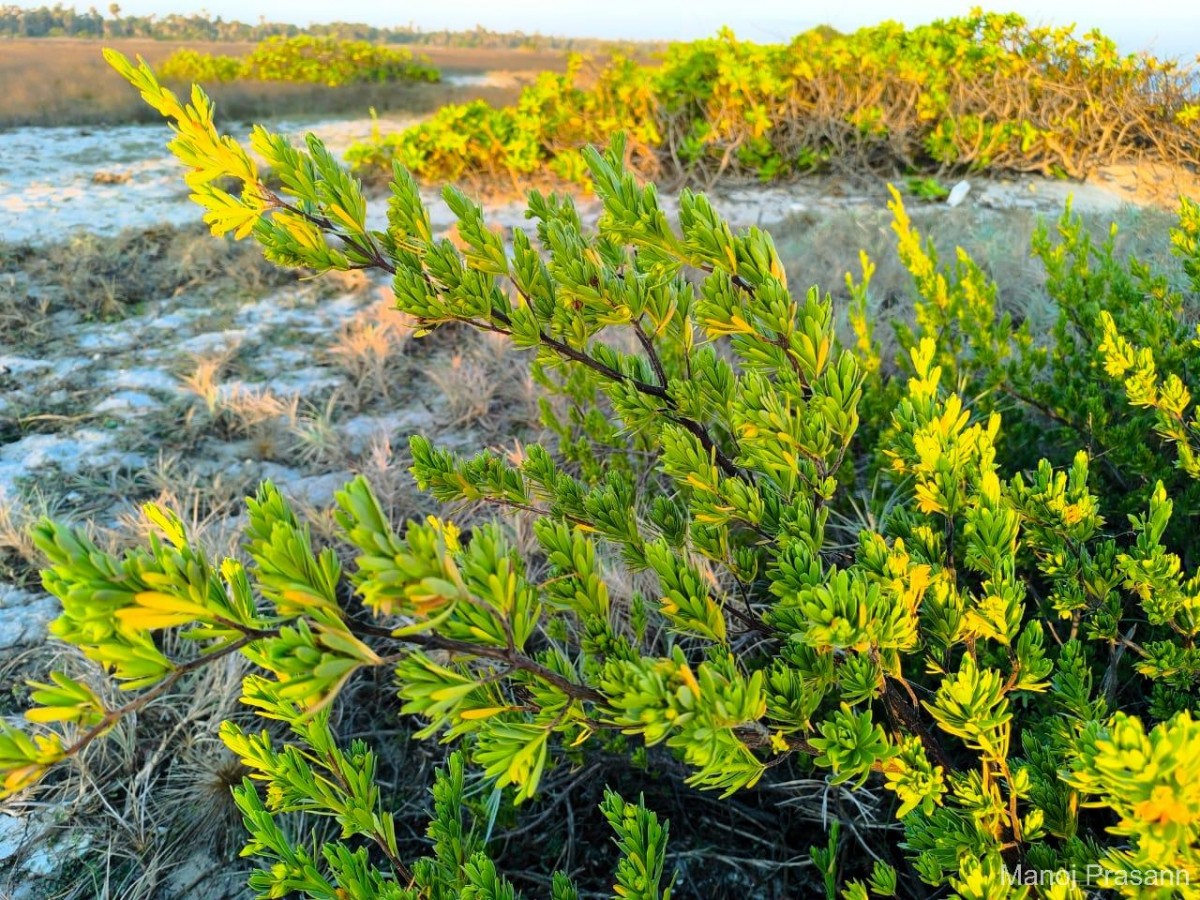Suriana maritima L.