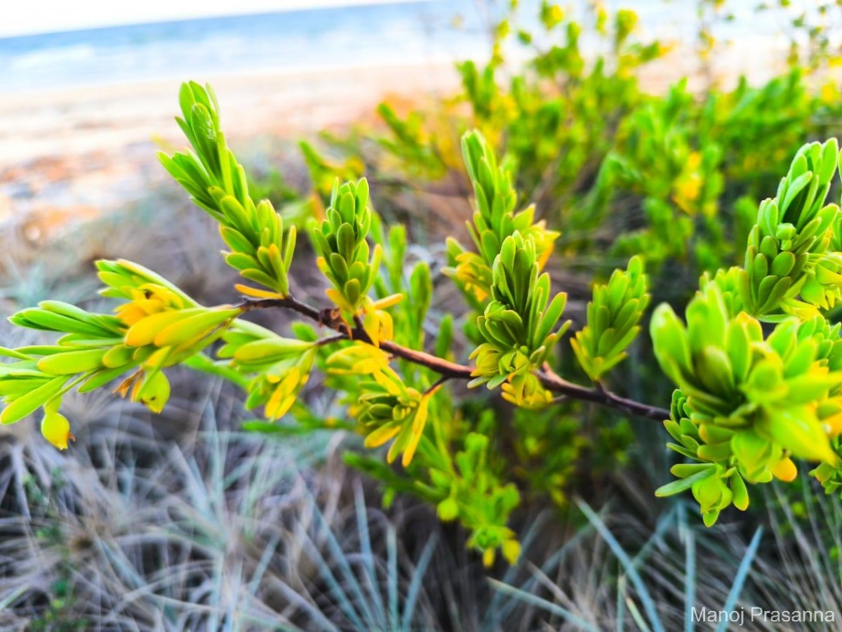Suriana maritima L.