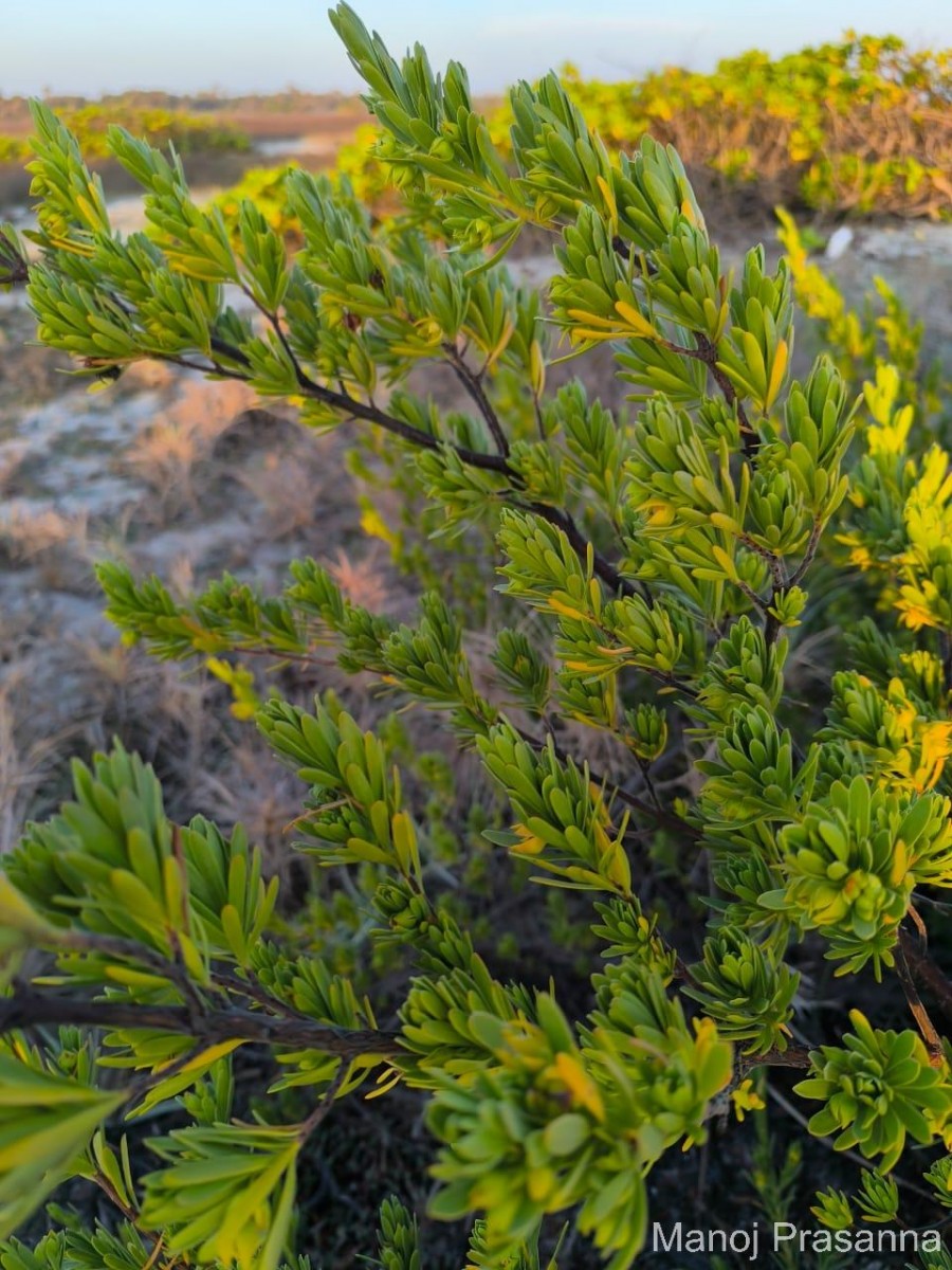Suriana maritima L.
