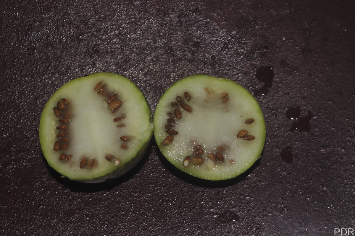Citrullus colocynthis (L.) Schrad.