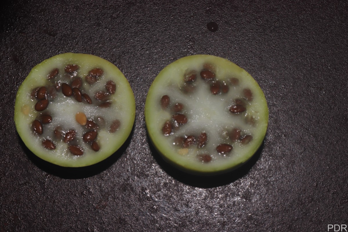 Citrullus colocynthis (L.) Schrad.