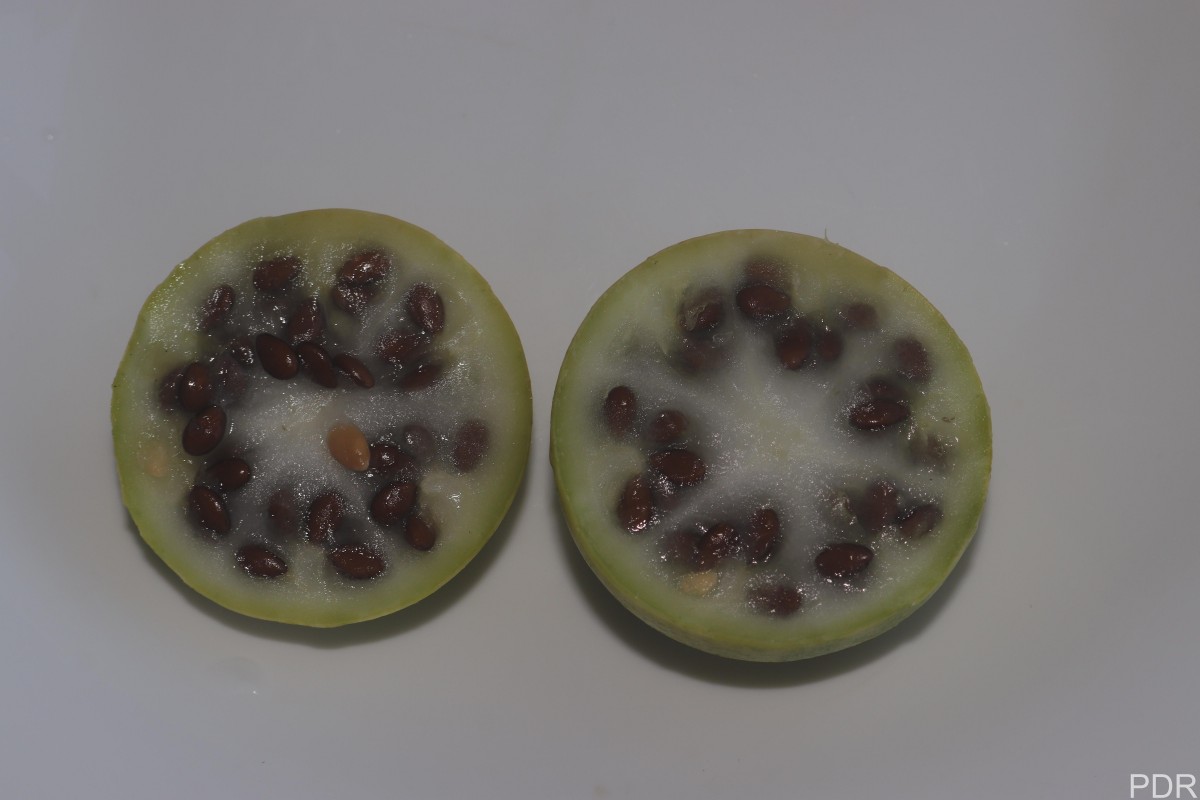 Citrullus colocynthis (L.) Schrad.