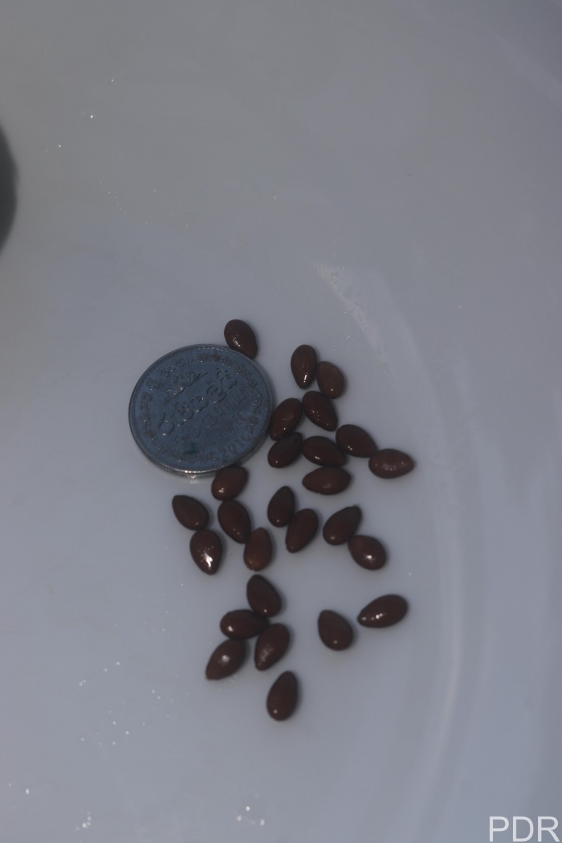 Citrullus colocynthis (L.) Schrad.