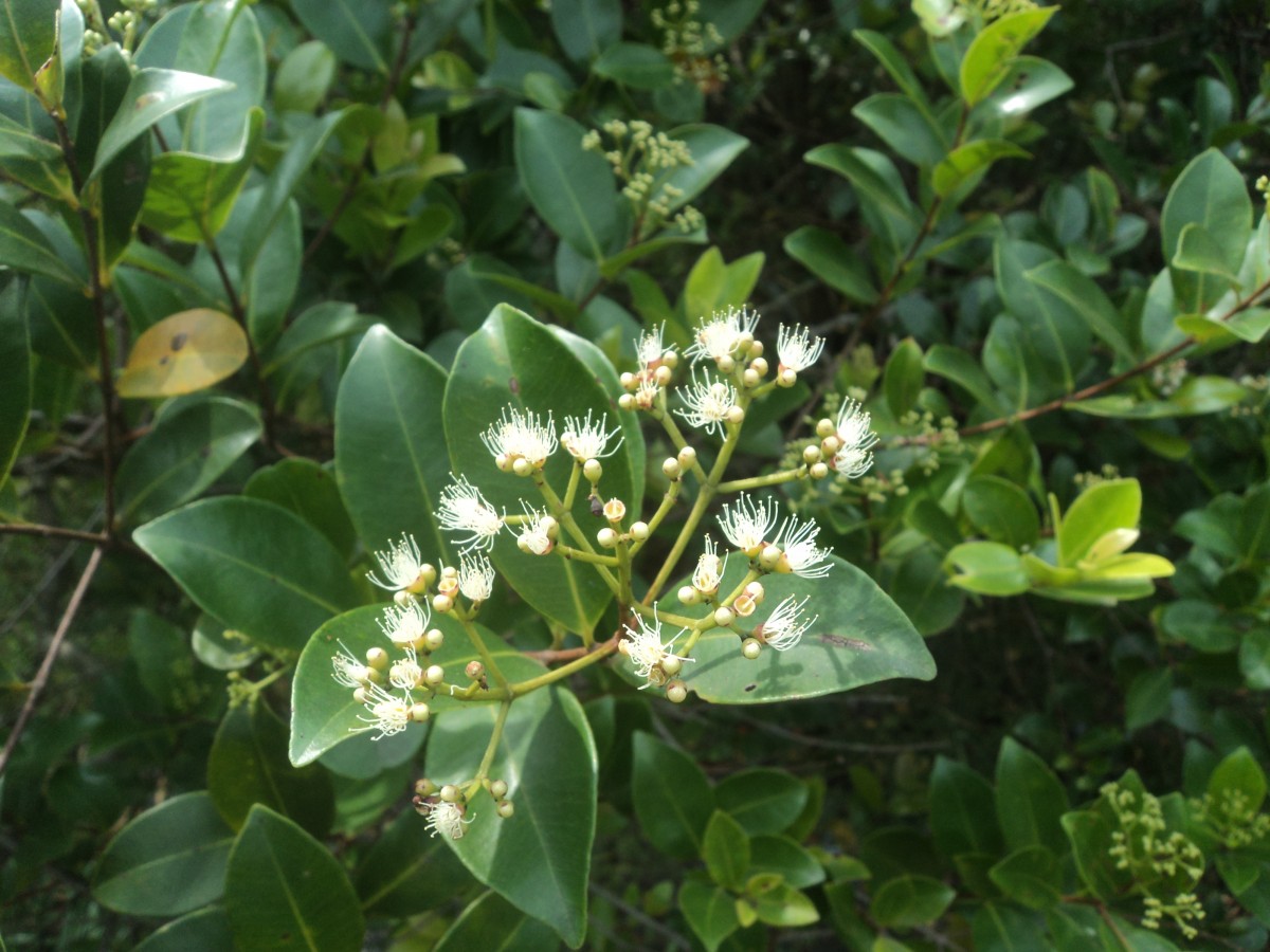 Syzygium caryophyllatum (L.) Alston