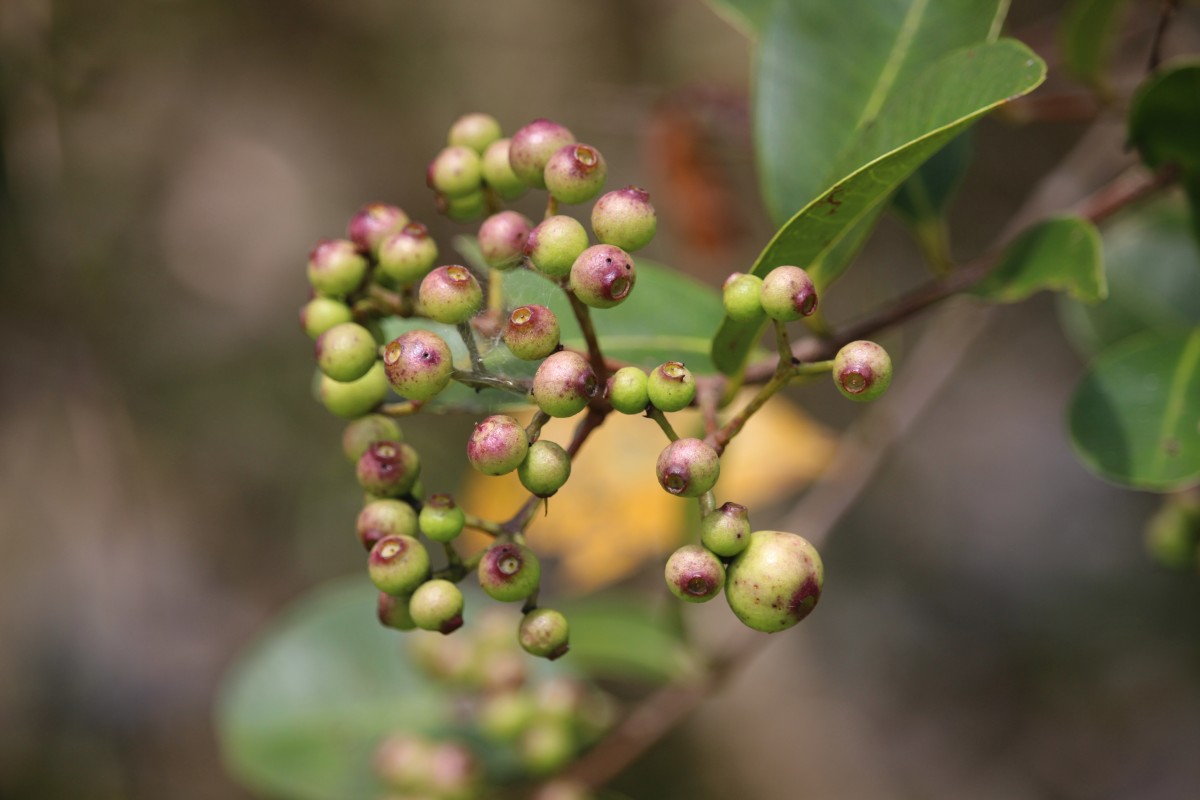 Syzygium caryophyllatum (L.) Alston