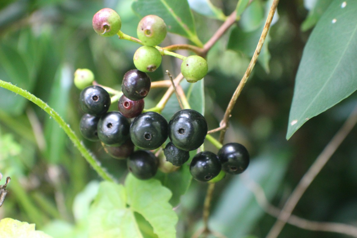 Syzygium caryophyllatum (L.) Alston