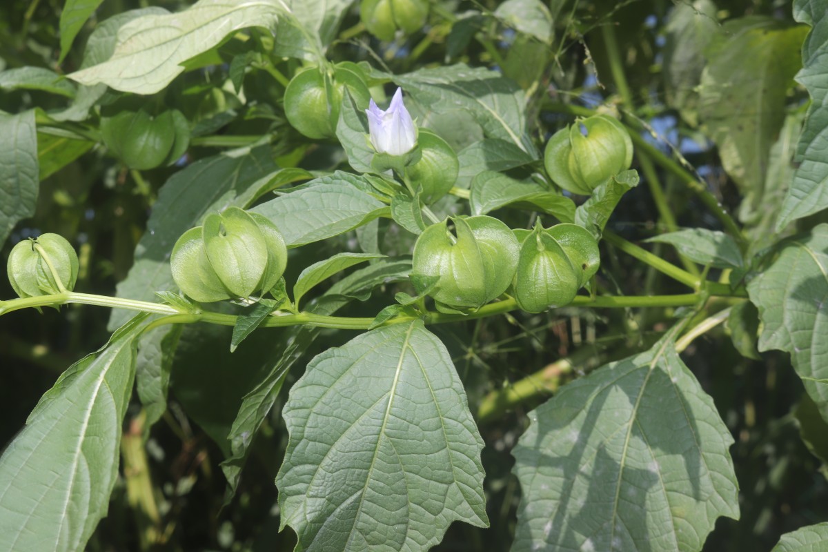 Nicandra physalodes (L.) Gaertn.