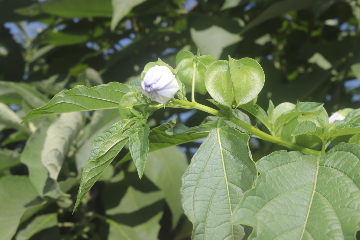 Nicandra physalodes (L.) Gaertn.