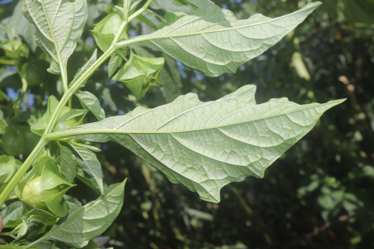 Nicandra physalodes (L.) Gaertn.