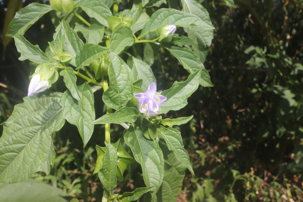 Nicandra physalodes (L.) Gaertn.