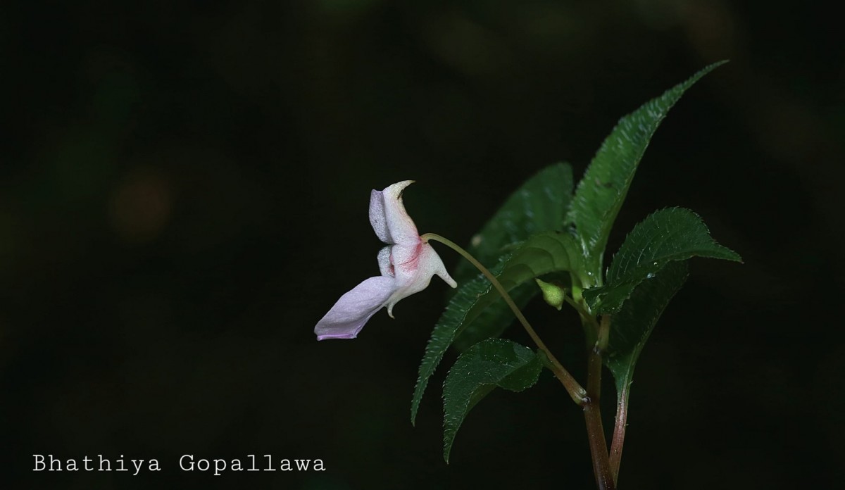 Impatiens truncata Thwaites