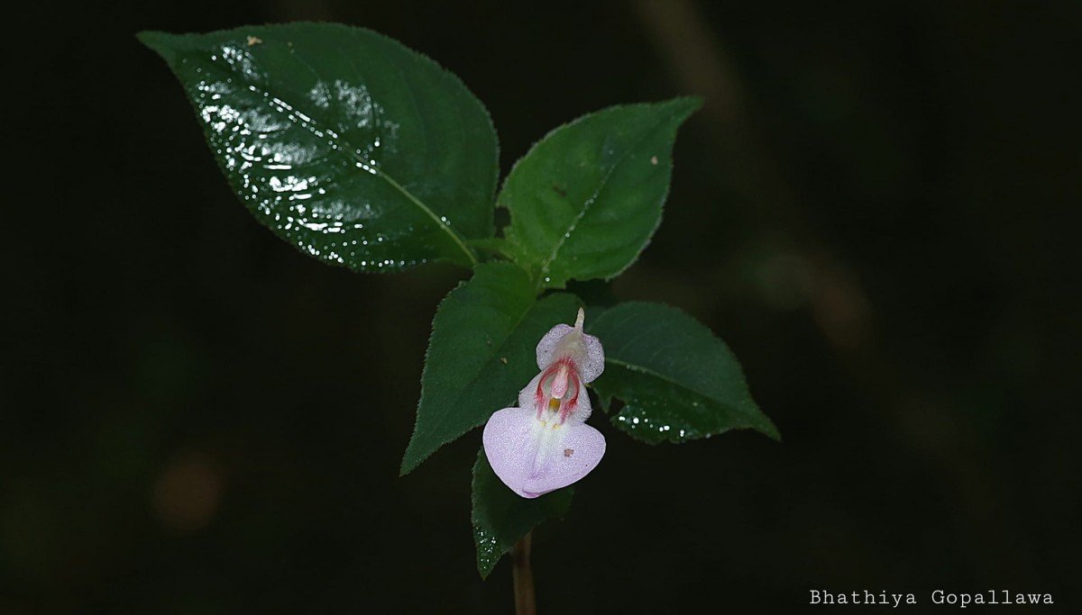 Impatiens truncata Thwaites