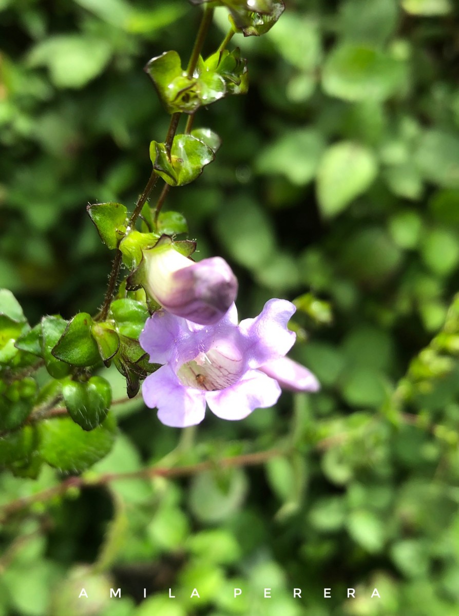 Strobilanthes sexennis var. cordata J.R.I.Wood