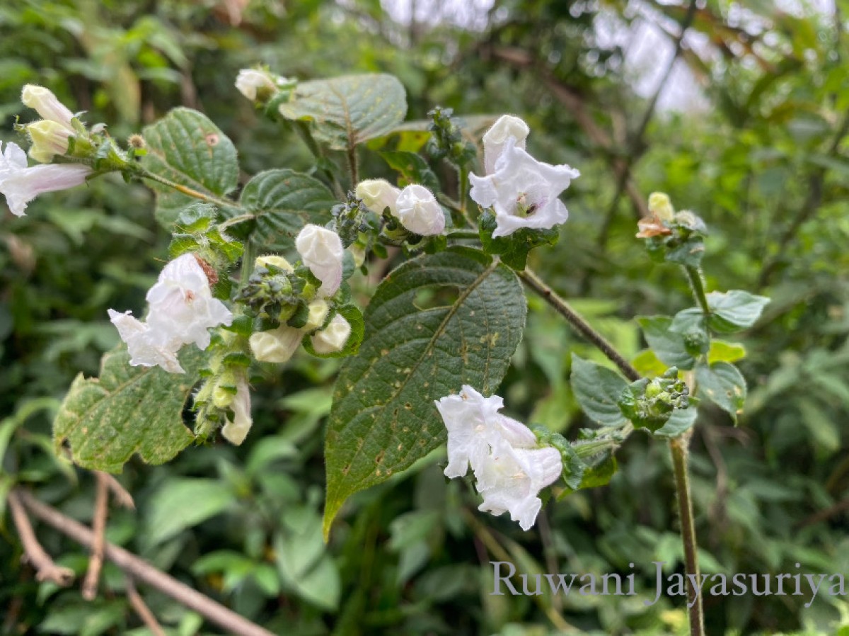 Strobilanthes anceps Nees