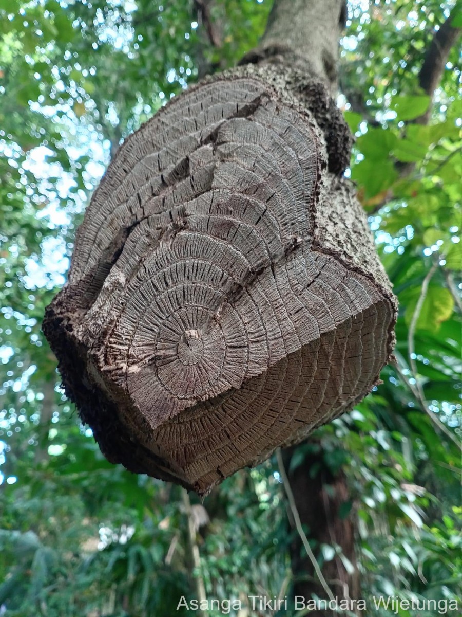 Anamirta cocculus (L.) Wight & Arn.