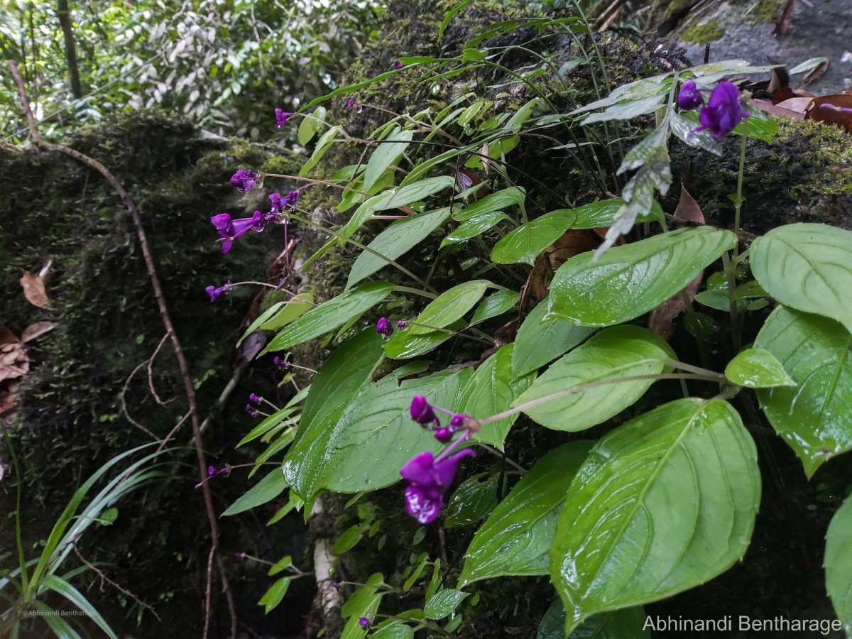 Impatiens janthina Thwaites