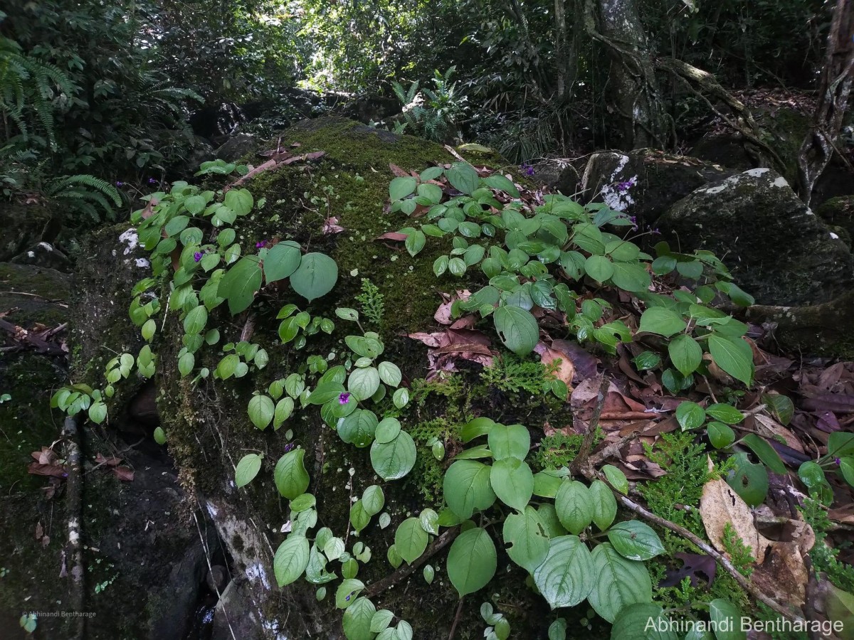 Impatiens janthina Thwaites