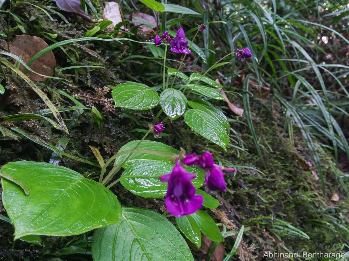 Impatiens janthina Thwaites