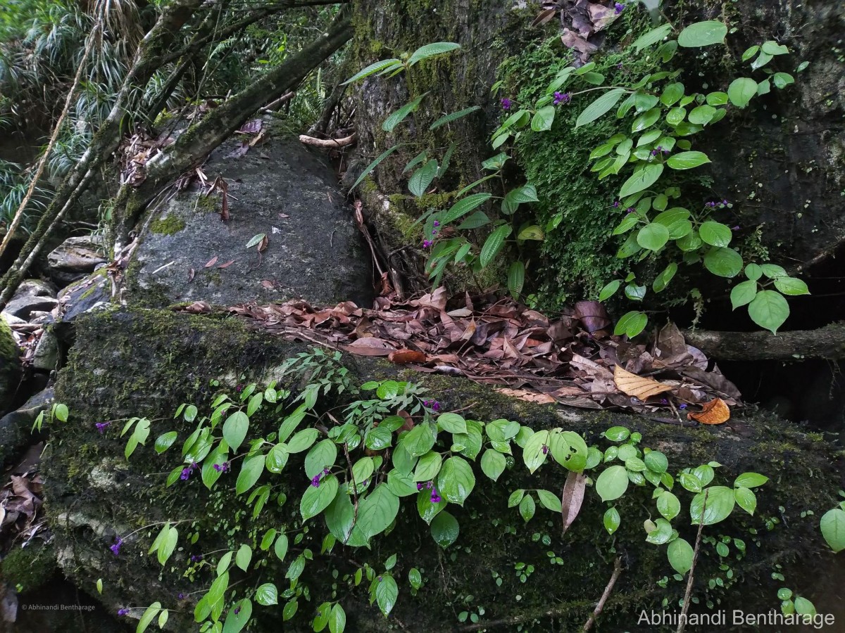 Impatiens janthina Thwaites