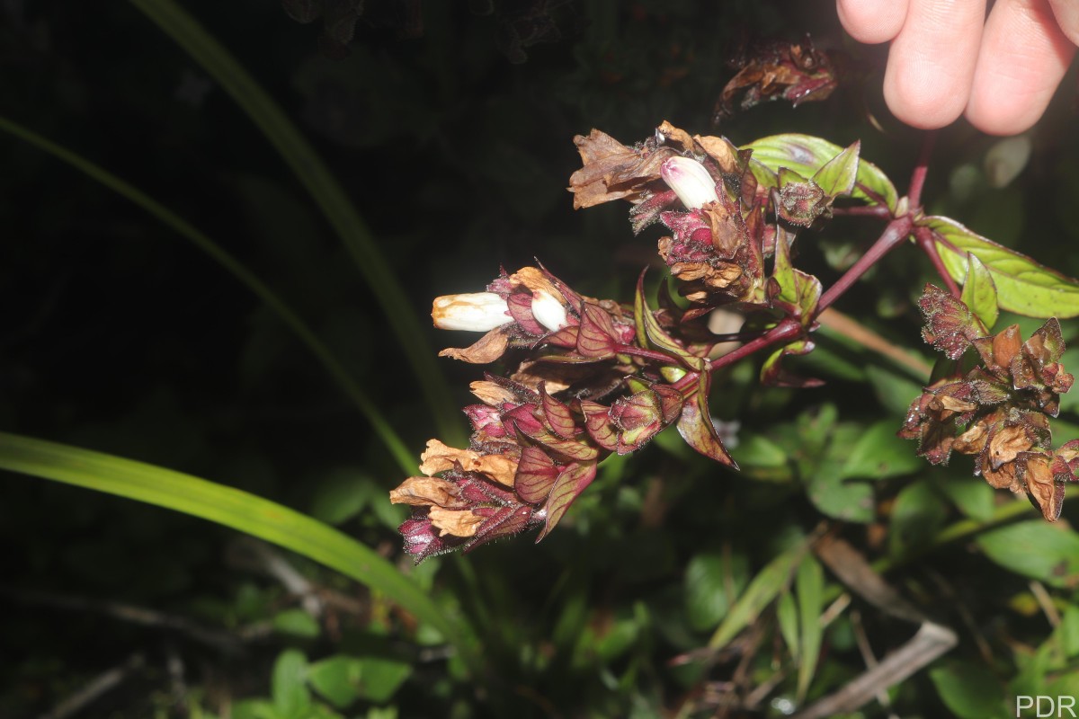 Strobilanthes sexennis var. hirtsutissima (Nees) C.B.Clarke